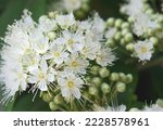 Small photo of Close up of white flowers and buds of the Australian native Lemon Myrtle, Backhousia citriodora, family Myrtaceae. Endemic to coastal rainforest of NSW and Queensland. Lemon scented aromatic foliage