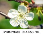 cherry flowers  beautiful... | Shutterstock . vector #2164228781