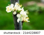 cherry flowers  beautiful... | Shutterstock . vector #2164228807