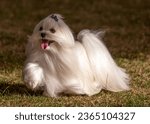 Small photo of Small,long haired,white Maltese dog with a blue bow in his top knot moving on grass