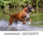 Boxer dog playing in the river