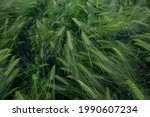 Green field of wheat texture wheat ear 