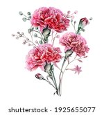 Watercolor Carnation Clipart  ...