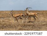 Small photo of Wild Thomson's gazelles in serengeti national park