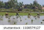 Small photo of Villuppuram, India - March 18, 2018: Women workers undertaking the backbreaking task of sowing young rice plants in a paddy field in Tamil Nadu state. Rice is the staple diet in southern India
