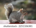 Eastern Gray Squirrel With A...