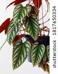 Rex Begonia Vine  Cissus Javana ...
