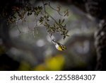 Small photo of February 2023, San Mateo, California USA. Townsend's warbler takes off from tree