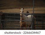 Wild horses- the American mustang. Adopted from the overcrowded BLM corrals, these mustangs will have a chance at rehabilitation and rehoming.
