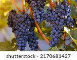 Red grapes (vitis vinifera) ready to be harvested.