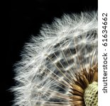 Close Up Of Dandelion Seed Head