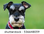 Schnauzer Dog Free Stock Photo - Public Domain Pictures