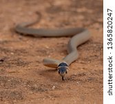 Small photo of Little Whip Snake (Parasuta flagellum). Walpeup, Victoria, Australia