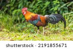 Small photo of The Red Junglefowl (Gallus gallus) is a tropical bird found across much of Southeast Asia and parts of South Asia. It is the primary ancestor of the domestic chicken.