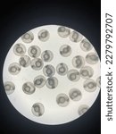 Small photo of 1 days old zebrafish embryos inder the microscope are still in their chorion.