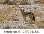 Small photo of Black-backed wolf (Canis mesomelas): An Overview of a Medium-sized Canine from East and Southern Africa,photography of Black-backed jackal,Black-backed jackal in africa,Black-backed jackal beast