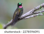 Small photo of A hummingbird Clytolaema rubricauda (Brazilian Ruby) perches gingerly on a branch, her bright plumage and long beak capturing the natural beauty of wildlife.