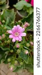 Small photo of this is a light pink flower image with tuple