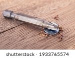 Screwdriver screw in a wood oaks plank. Self-tapping screw for PZ3 bit. Screws macro photo. Construction abstraction. Industrial background.