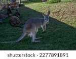 Small photo of Wallabies. Lookalike Kangaroos but less stout. PC: Binay Guchhait