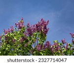 Small photo of Lilac branches Syringa stretch high into the sky. Lush inflorescences of lilac Syringa flowers and green leaves against the blue sky create a spring atmosphere.
