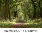 Path through British ancient woodland with dappled sunlight. Flowers line ride in springtime in Lower Woods, Gloucestershire, UK
