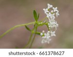 Small photo of Marsh bedstraw (Galium palustre) flowers. Lax pyramidal panicle of white flowers on straggly plant in the family Rubiaceae