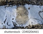 Small photo of Tadpole frog eggs frozen in puddle