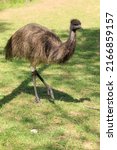 Exotic Ostrich Emu Bird On A...