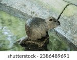 Small photo of nutria (Myocastor coypus), also known as the coypu, sitting on a stone sticking out of the water
