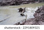 Small photo of Turbid River Flowing With Dead Trees, In Belo Laut Village During The Day
