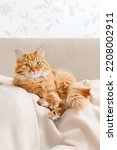 Small photo of Cute ginger cat is lying on beige couch. Fluffy pet comfortably settled to sleep on blanket. Cozy home background with domestic animal.