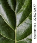 Small photo of Close up nature view of a big dark green fiddle fig or ficus lyrata leaf background, showing the midrib or leaf vein. A tropical indoor house plant or modern home floral interior decor.