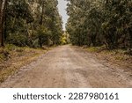 Autumn Straight Dirt Road Through a Forest with Green Eucalyptus Trees Around a Salt Lake on the Akrotiri Peninsula (Asomatos, Limassol District , Cyprus, Great Britain Territory)
