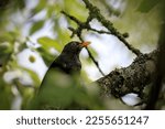 Male Blackbird In A Tree