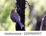 Small photo of A young New Zealand bellbird or Korimako (Anthornis melanura) is perching on Manuka branches, with yellow Manuka pollen on its head.