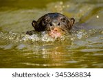 Small photo of A giant otter swimming in the Pantanal wetlands in Brazil.The picture is called "Head shot of swimming giant rotter "