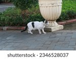Small photo of a black and white cat with a sprightly pose in a park in the old city of Semarang