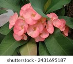 Small photo of bunga mahkota duri or Euphorbia milli