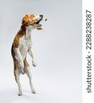 Small photo of The beagle jumped up to catch a piece of food. A funny dog with bulging eyes is catching food. Portrait of a pet in motion in the studio on a light gray background. Dog food with fun