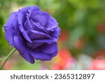 Purple roses in a bright garden ...