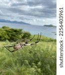 Small photo of wingless flying spider on savanna