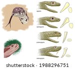 Herpetology. Reptiles. Squamata....