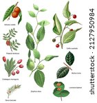 Various Shrub Species Of The...