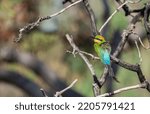 Small photo of Colorful gird sitting on a branch in a tree