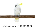 Cockatoo bird perched tree...