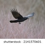 Small photo of American crow is the common crow over much of the U.S. and Canada. Most easily identified by voice, a familiar “caw,” often repeated.