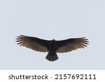 Turkey Vulture Flying In The...