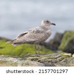 Small photo of Iceland Gull resting at seaside. This is a small dainty gull. It is a pale, medium-sized gull, smaller and daintier than Glaucous or Herring Gulls.