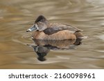 Ring Necked Duck Swimming In A...